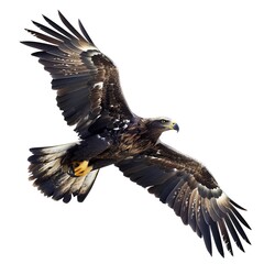 Fototapeta premium Majestic Eagle in Mid-Flight with Wings Spread Wide