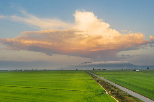 Aerial view of Rice fields (Oryza sativa) and isolated cumulus cloud with downpour. In July. Aerial view. Drone shot. Ebro Delta Nature Reserve, Tarragona province, Catalonia, Spain.