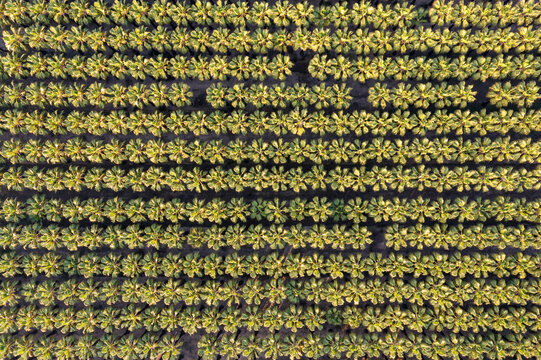 Aerial view of Nursery with rows of cultivated Desert Fan Palms (Washingtonia filifera). Ebro Delta Nature Reserve, Tarragona province, Catalonia, Spain.