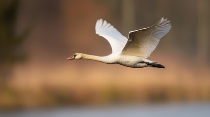 Obraz premium A white bird with a yellow beak flies overhead, casting a shadow on the tranquil water The scene is framed by trees in the background