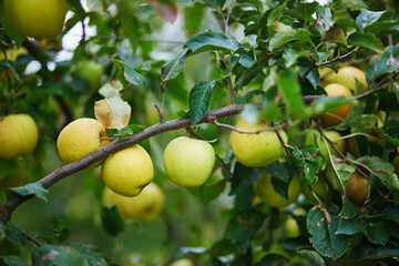 Yellow ripe organic apples on apple tree branch.
