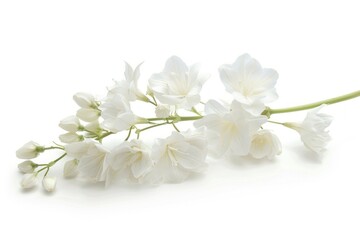 Bunch of white flowers blossom plant petal.