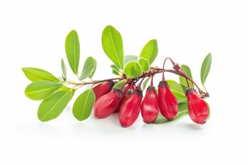 Barberry with leaves isolated on white background