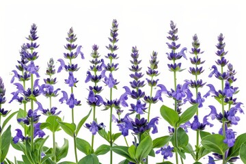 Obraz premium Blue salvia flowers in bloom on white background with clipping path