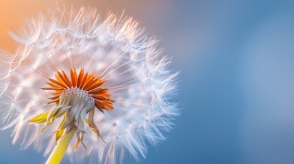  Close-up of a dandelion against a blue sky backdrop, with the flower slightly blurred