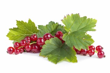 Red currants and green leaves on white background separated