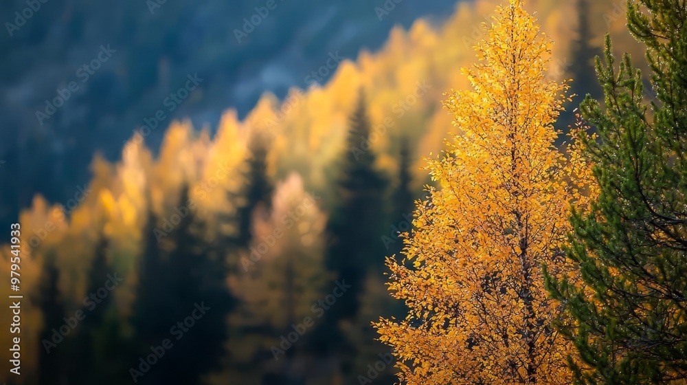 Wall mural a tree with yellow leaves in the foreground, a mountain with trees in the background