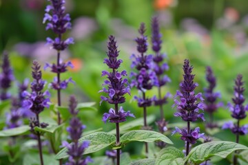 Obraz premium Salvia divinorum plants with purple blossoms in the garden