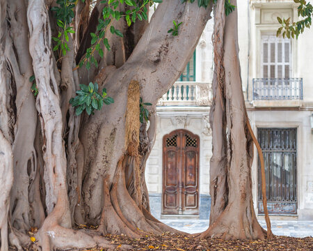 View of charming street scene with historic architecture and trees, Cartagena, Spain.
