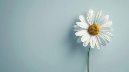 Obraz premium A minimalist bouquet of a single, perfect flower, showcasing its unique beauty and simplicity.