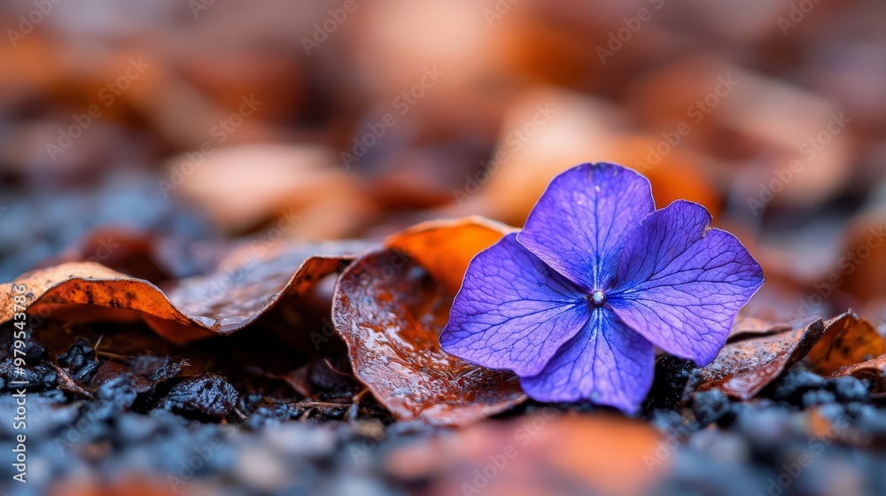 Poster a small purple flower sits atop a mound of brown leaves against a backdrop of a brown leaf-strewn fi