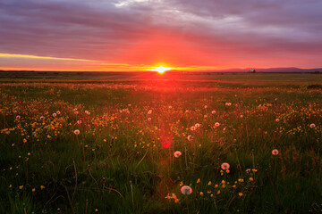 View of serene sunset over a field of wildflowers with a beautiful sky, Seljalandsfoss, Iceland.