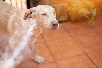 Dog avoid spray water