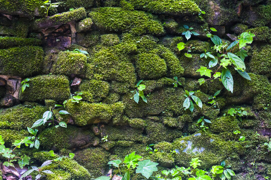 View of ancient temple rocks surrounded by lush greenery and moss, Palenque, Chiapas, Mexico.