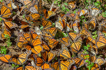 View of a vibrant cluster of monarch butterflies in their natural habitat, Temascaltepec, Mexico.