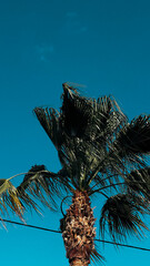 Palm Tree with Fronds Blowing in the Breeze Against a Bright Blue Sky