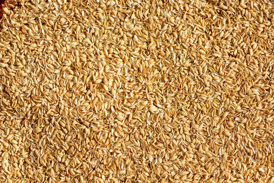 籾殻 rice hulls