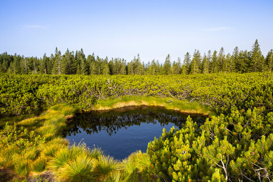 View of tranquil Lovrenska jezera surrounded by lush forest and serene swamp, Rogla, Slovenia.