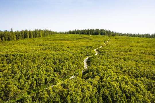 View of lush forest with serene path and trees, Lovrenska jezera nature reserve, Rogla, Podravska, Slovenia.