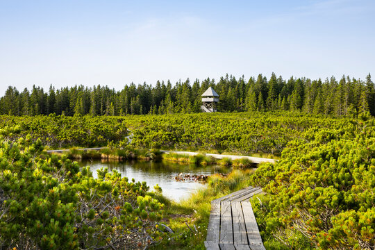 View of tranquil Lovrenska jezera lake surrounded by serene forest and wooden walkway, Rogla, Slovenia.