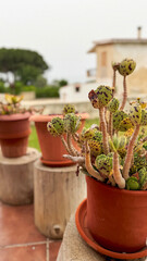 Close-up of a Unique Succulent Plant in a Terracotta Pot