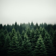 Fototapeta premium Forest tree outdoors woodland.