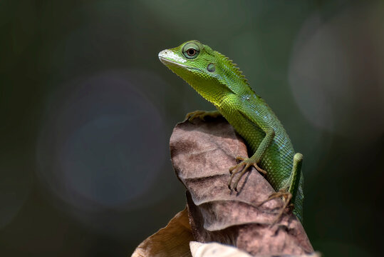 Maned forest lizard hanging on a dead leaf