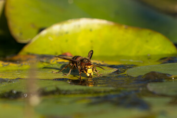 Low angle photo of a large european hornet sitting on a water lily leaf drinking water