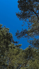 Looking Up at the Bright Blue Sky Framed by Pine Tree Branches