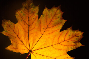 Dry autumn leaves back illuminated on a black background. Horizontal photo