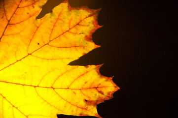 autumn leaves background, in detail