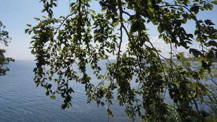 branches against sky