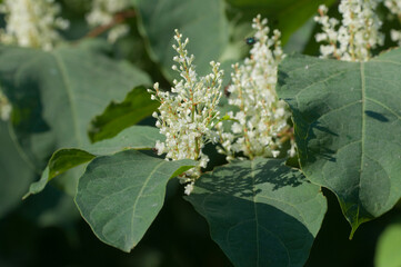 Reynoutria Sakhalin flowers in an autumh park