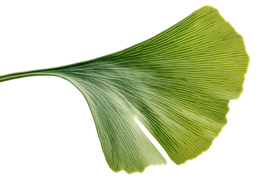 PNG vibrant green ginkgo leaf