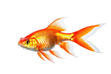 Fototapeta premium Goldfish, full body, centered, isolated on white background, high quality stock photograph, vibrant orange hues, glistening scales, subtle ripples indicating a moment of motion, high resolution