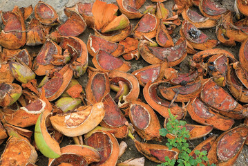 Sepet sabut kelapa, coconut coir husk or coconut shell, Dry coconut fiber fibrous brown.