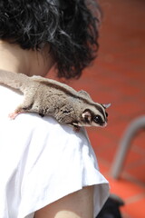 Two Sugar Gliders