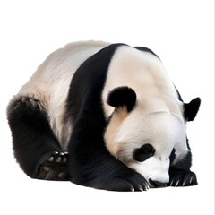 Obraz premium Adult Panda Resting with Its Head on Its Paws, Eyes Closed and Fur Soft and Fluffy