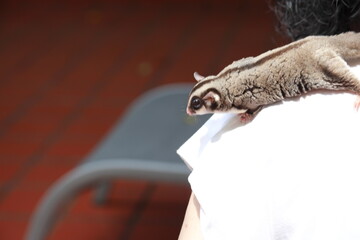 Two Sugar Gliders