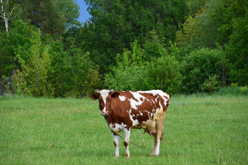 a cow stands in a green field isolated