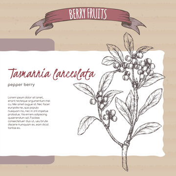 Tasmannia lanceolata aka pepper berry branch sketch on cardboard background. Berry fruits series.