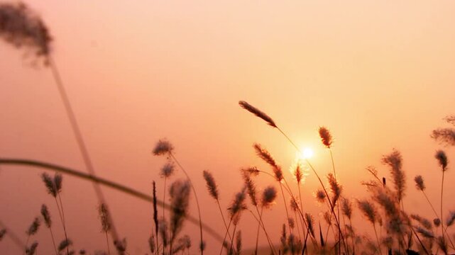 blooming of saccharum spontaneum or kashful in Bengali, Monsoon flower, Kaash grass field with wind gently shaking them, (Saccharum spontaneum) wild sugarcane.