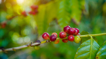 Ripe Red coffee bean berry plant fresh seed coffee tree growth in green eco organic farm.
