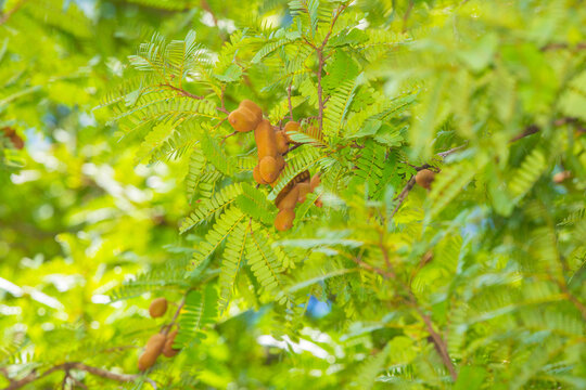 Sweet tamarind and leaf on the tree.