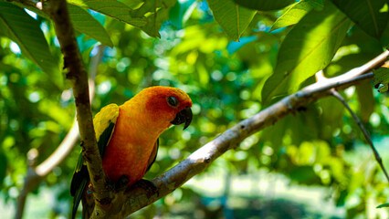 sun conure parrot bird (Aratinga solstitialis) on a wood tree branch