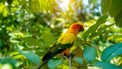 sun conure parrot bird (Aratinga solstitialis) on a wood tree branch