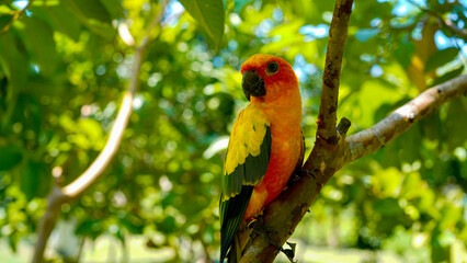 sun conure parrot bird (Aratinga solstitialis) on a wood tree branch