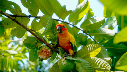 sun conure parrot bird (Aratinga solstitialis) on a wood tree branch