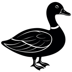       Beautiful duck silhouette vector illustration.
