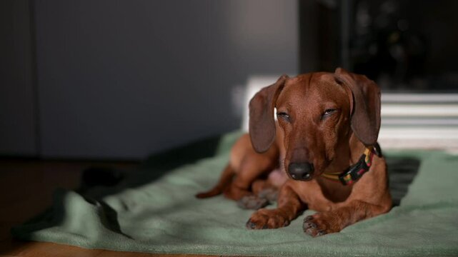 A dachshund lounges in a warm patch of sunlight indoors, eyes half-closed and relaxed. The dog basks in the sun on a cozy mat. High quality 4k footage
